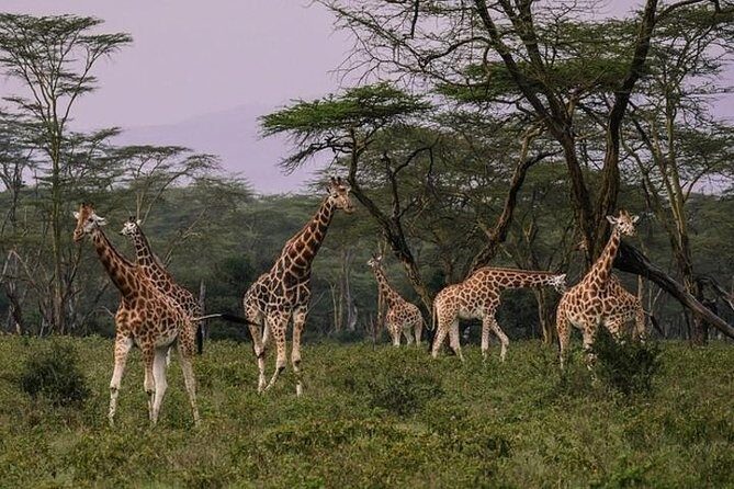 12 Days Kenya & Tanzania Safari Private Lodge Safari from Nairobi - Analyzing the Price & Value
