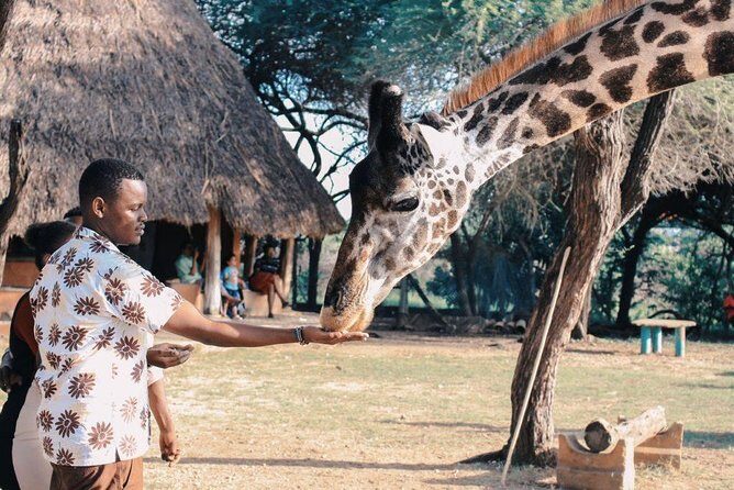 12 Days Kenya Tanzania wildlife Joining Tour - What Travelers Love & What to Consider