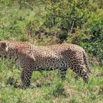 12 Days Samburu Ol-pejeta lake Nakuru Masai Mara lake Naivasha Amboseli safari - Authentic Experiences and Unique Highlights