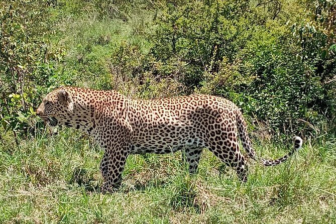 12 Days Samburu Ol-pejeta lake Nakuru Masai Mara lake Naivasha Amboseli safari - Authentic Experiences and Unique Highlights