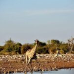 12 Days Tour Namibia In Plus | Self Drive Lodge - Potential Drawbacks or Considerations