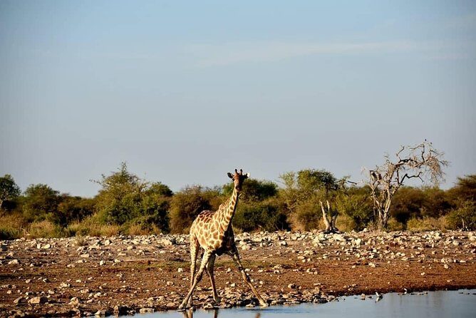 12 Days Tour Namibia In Plus | Self Drive Lodge - Potential Drawbacks or Considerations