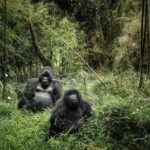 12 Days wildebeest migration Masai Mara Nakuru Uganda gorilla trekking safari - What Makes This Tour Stand Out?