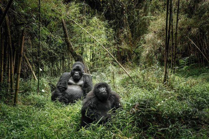 12 Days wildebeest migration Masai Mara Nakuru Uganda gorilla trekking safari - What Makes This Tour Stand Out?