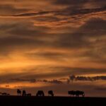 13-Day Private Wildlife Safari Tour of Kenya and Tanzania - Who Should Consider This Safari?
