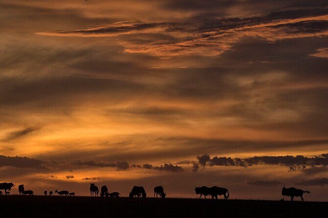 13-Day Private Wildlife Safari Tour of Kenya and Tanzania - Who Should Consider This Safari?