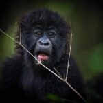 13-Day Uganda Mgahinga Gorilla Trek, Maasai Amboseli Park - Final Thoughts: Who is This Tour Perfect For?