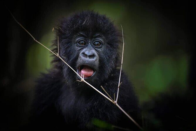13-Day Uganda Mgahinga Gorilla Trek, Maasai Amboseli Park - Final Thoughts: Who is This Tour Perfect For?