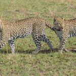 13 Day Uganda Safari with Gorillas, Chimps & Tree climbing lions - Breakdown of the Daily Itinerary