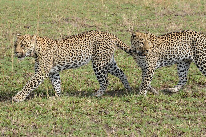 13 Day Uganda Safari with Gorillas, Chimps & Tree climbing lions - Breakdown of the Daily Itinerary