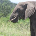 13-Day Wildlife Adventure Trip to the Pearl of Africa - Who Will Love This Tour?