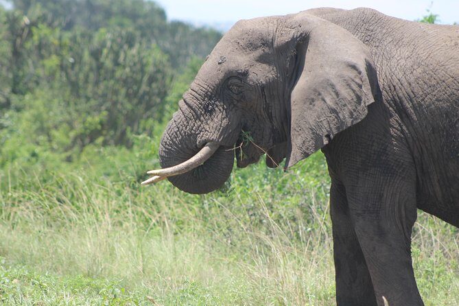 13-Day Wildlife Adventure Trip to the Pearl of Africa - Who Will Love This Tour?