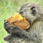 13 Days Private tour to discover Uganda's Best Safari - Final Thoughts