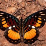14 Day Ghana Butterfly Tour - Detailed Breakdown of the Itinerary