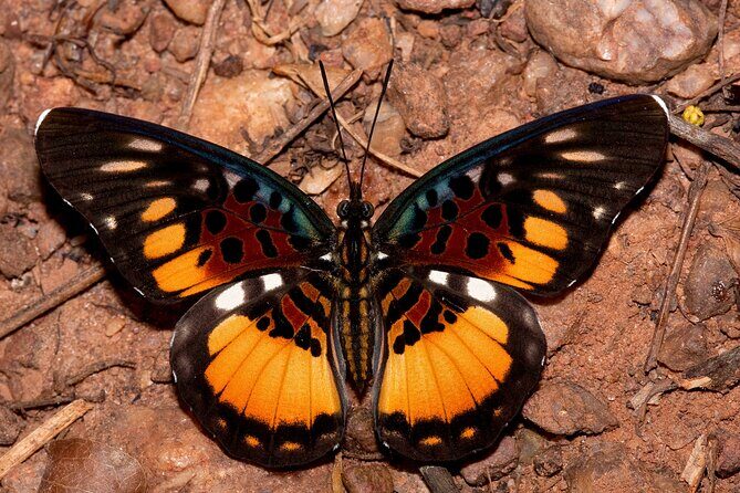 14 Day Ghana Butterfly Tour - Detailed Breakdown of the Itinerary