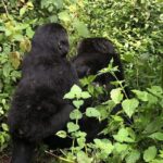 14 Day Pearl of Africa Uganda Classic Wildlife Safari - Who Is This Tour Best For?