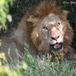 14-Day Serengeti Maasai Mara Amboseli Tarangire Zanzibar - Who Will Love This Safari?