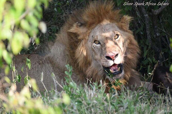 14-Day Serengeti Maasai Mara Amboseli Tarangire Zanzibar - Who Will Love This Safari?