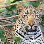 14 Days Uganda Safari Adventure, Gorilla Trekking and WildlifeTour - Why This Tour Offers Great Value