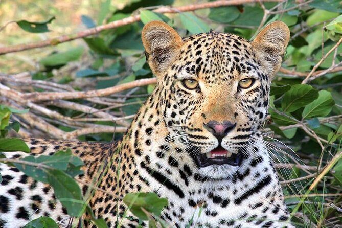14 Days Uganda Safari Adventure, Gorilla Trekking and WildlifeTour - Why This Tour Offers Great Value