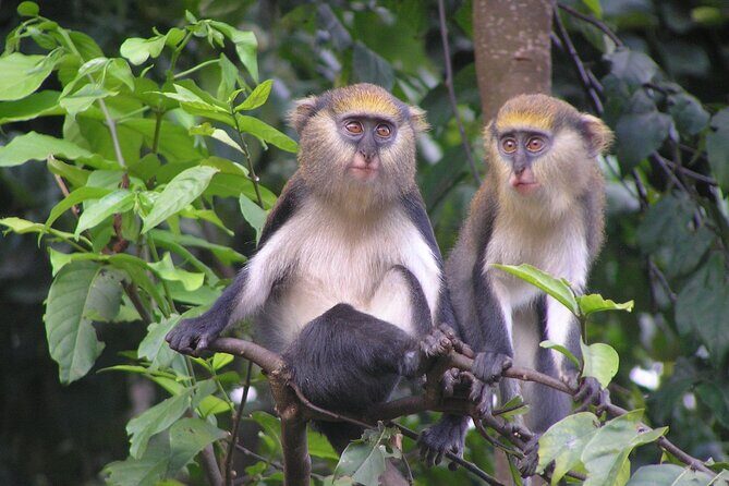 15-Day Ghana Wildlife Private Tour - Final Thoughts: Who Would Love This Tour?