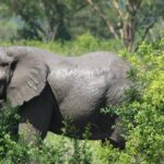 15-Day Gorilla and chimps Trekking, Big 5 and Nature Sighting Safari - Transportation and Logistics