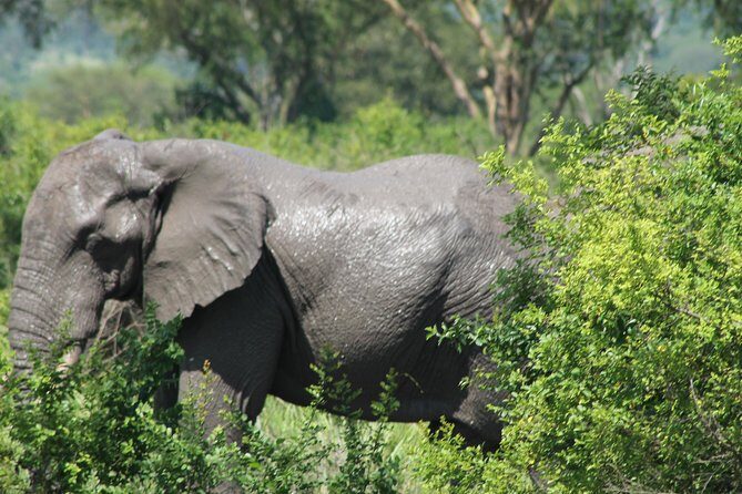 15-Day Gorilla and chimps Trekking, Big 5 and Nature Sighting Safari - Transportation and Logistics