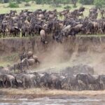 16-Day Photo Tour to Uganda and Tanzania - The Practicalities & Value
