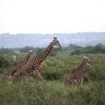 2-Day Akagera National Park Game Drive, Ihema boat trip with a Choice 4x4 - Discovering the Heart of Rwanda’s Wilderness