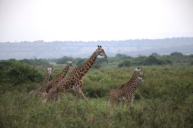 2-Day Akagera National Park Game Drive, Ihema boat trip with a Choice 4x4 - Discovering the Heart of Rwanda’s Wilderness