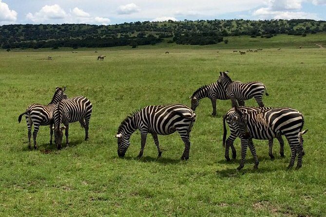 2-Day Akagera National Park Safari Adventure - Authentic Experiences from Past Travelers