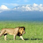 2-Day all inclusive safari to Amboseli National park from Nairobi - Practical Considerations