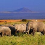 2-Day Amboseli National Park Safari- Daily Departures - An In-Depth Look at the Itinerary