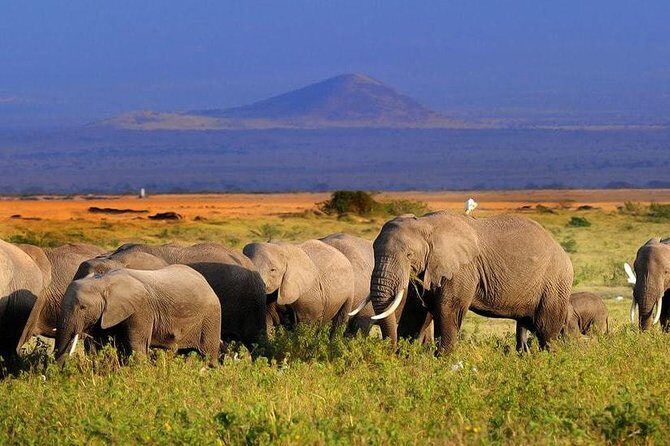 2-Day Amboseli National Park Safari- Daily Departures - An In-Depth Look at the Itinerary