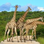 2 Day Budget Safari in Tarangire and Ngorongoro From Arusha - The Value of the Tour: Balancing Cost and Experience