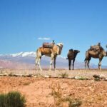 2-Day Desert Tour from Marrakech to zagora Camel Treks & Luxury Camp - Final Thoughts: Who Is This Tour For?