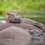 2 Day Guided Murchison Falls And Zziwa Rhino Trekking Safari - Practical Details and Highlights
