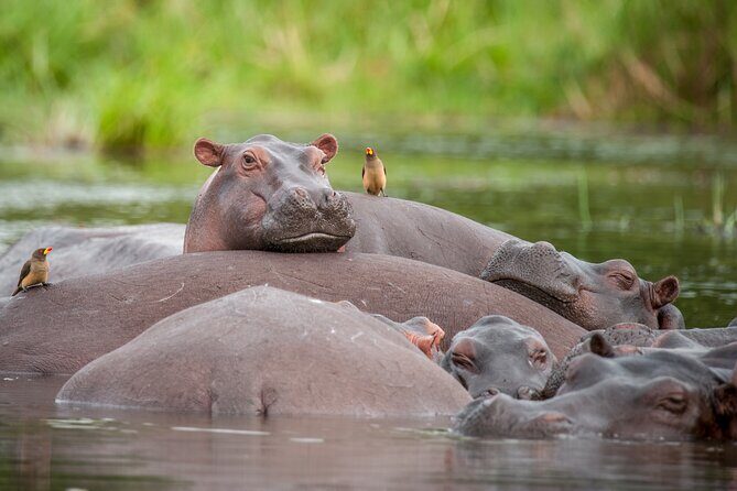 2 Day Guided Murchison Falls And Zziwa Rhino Trekking Safari - Practical Details and Highlights