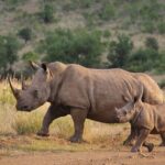2 Day Hluhluwe Game Reserve & Isimangaliso Park from Durban - Final Thoughts: Who Should Consider This Tour?