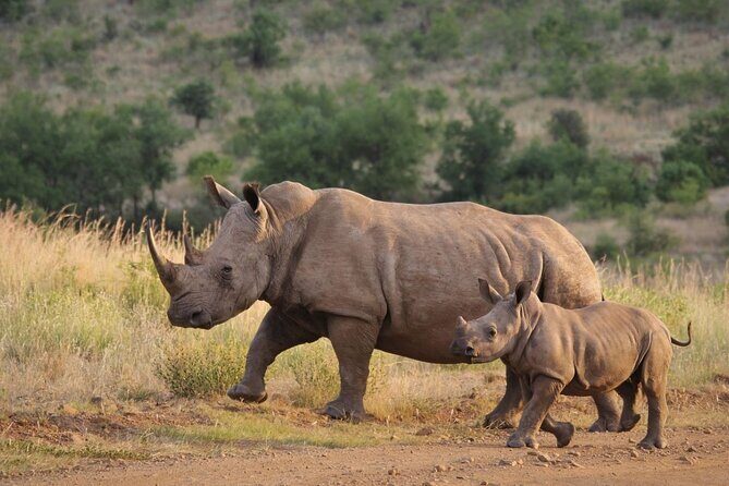 2 Day Hluhluwe Game Reserve & Isimangaliso Park from Durban - Final Thoughts: Who Should Consider This Tour?