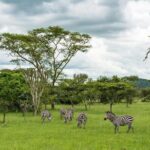 2 Day Lake Mburo National park wildlife Safari - Key Points