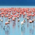 2 Day Lake Nakuru National Park Safari - Daily Departures - Authentic Experiences From Reviews