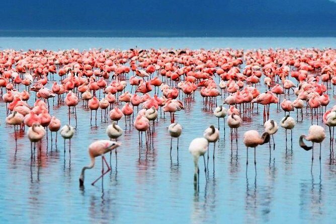 2 Day Lake Nakuru National Park Safari - Daily Departures - Authentic Experiences From Reviews