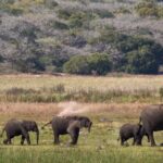 2-Day Maputo Special Reserve Guided Tour - Who Is This Tour Best For?