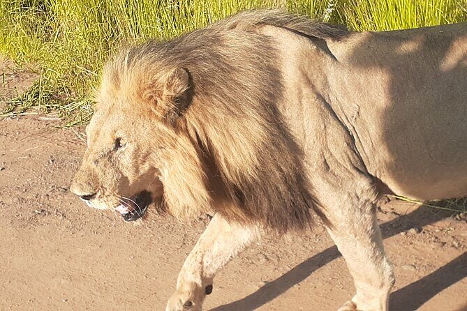 2 Day Pilanesberg national park Guided Tour - The Experience in Detail: What Makes This Tour Stand Out
