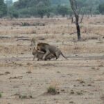 2-Day Private Mikumi National Park Tour with Pickup - Day 2: Early Morning Sunrise Safari and Return to Dar es Salaam