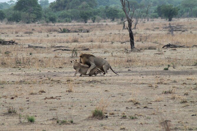 2-Day Private Mikumi National Park Tour with Pickup - Day 2: Early Morning Sunrise Safari and Return to Dar es Salaam