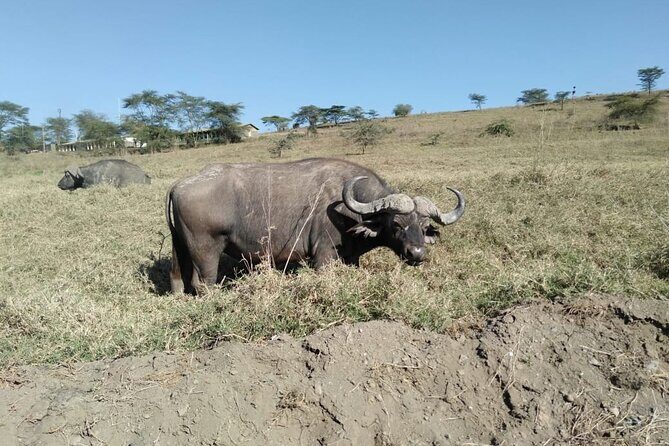 2-Day Private Safari to Lake Nakuru and Hell's Gate Parks - What Reviewers Say
