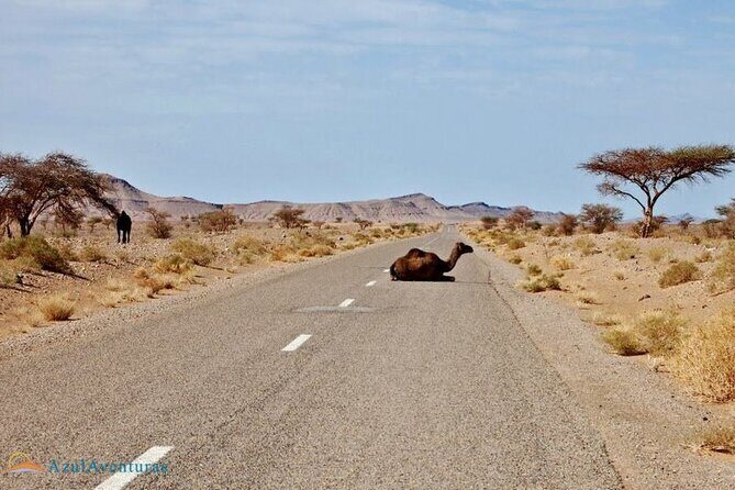 2-Day Private Tour from Marrakech to the Sahara Desert and Camel trek - Practicalities and Value