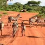 2-Day Private Tour in Tsavo East - Who is This Tour Best For?